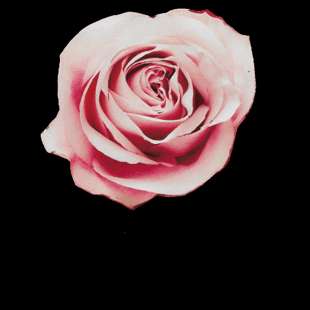 Pink Rose Loop GIF by madebywar
