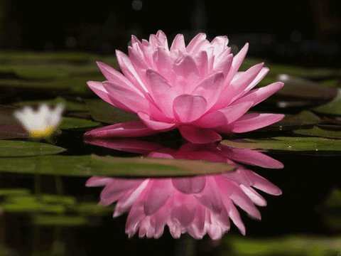 Water Lily Seeds GIFs - Get the best GIF on GIPHY