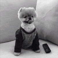 Dog Control GIF by Jiffpom