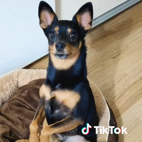 Dog Wink GIF by TikTok France