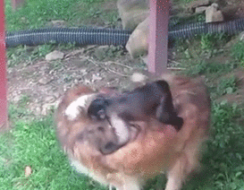 giphy.gif?cid=19f5b51a5cdf52f94834355173bb5551&rid=giphy.gif