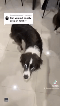 Blind Border Collie Wearing Googly Eyes