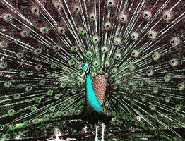 animation peacock GIF by weinventyou