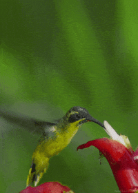 Hummingbird-gif GIFs - Get the best GIF on GIPHY Hummingbird-gif GIFs - Get the best GIF on GIPHY