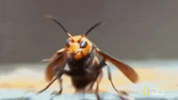 Hornet GIF by GIPHY News