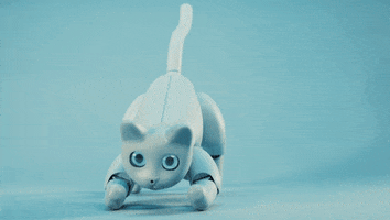 Cat GIF