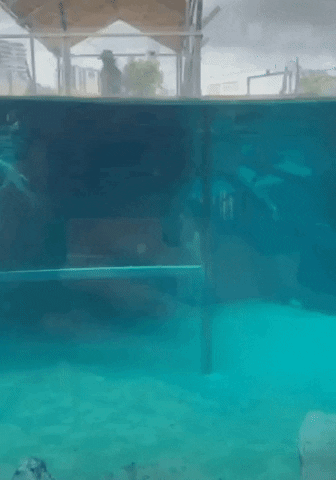 Pool Swim GIF by Dude Bro Party Massacre III - Find & Share on GIPHY