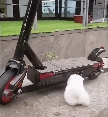 Puppy Ride GIF by JustViral.Net