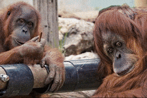BidiSharon  GIF