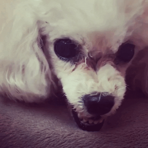 Angry Poodle GIF by chuber channel