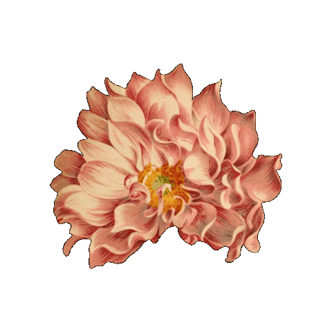 Rosa Flor Sticker by elicoelhoshop