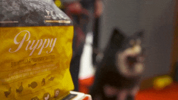 ORIJEN UK GIF