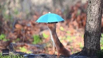 Photoshoot Squirrel GIF by Storyful