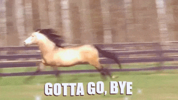 Horse Running GIFs - Get the best GIF on GIPHY
