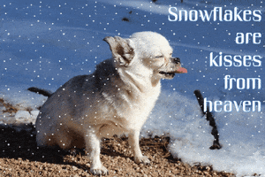 Photo gif. Photo of a chihuahua with its eyes closed and its tongue sticking out. Snow is edited to fall around it and text reads, "Snowflakes are kisses from heaven."