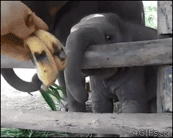 smiles nom GIF