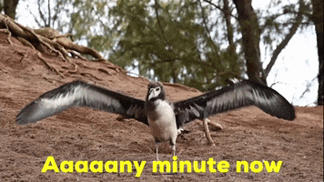 Take Off Waiting GIF by U.S. Fish and Wildlife Service