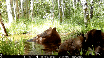 Bears Fighting GIF by Storyful