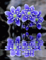 flowers in the attic GIF