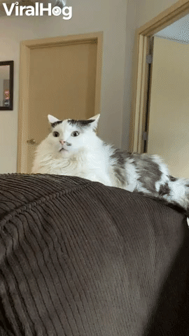 Let Me Think Wow GIF by Tokkingheads - Find & Share on GIPHY