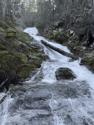 Nature GIF