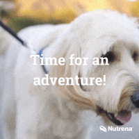 Love Dog GIF by Nutrena Feed