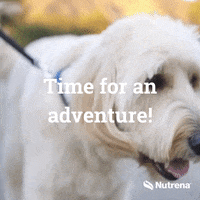 Dog Walk Gifs Get The Best Gif On Giphy Dog Walk Gifs Get The Best Gif On Giphy