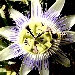 Nature GIF