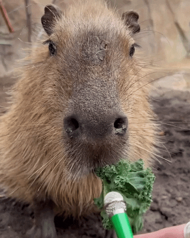 Hungry Interview GIF by San Diego Zoo Wildlife Alliance