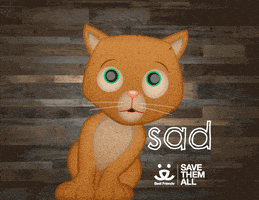 Cat Reaction GIF by Best Friends Animal Society