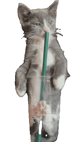 Frappe Ctrs Sticker by Cat Therapy & Rescue Society