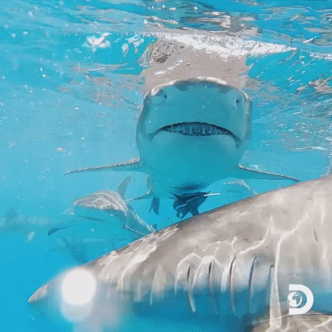 Discovery Channel GIF by Shark Week