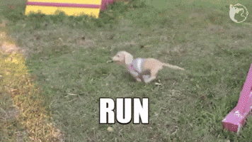 Dachshund Wiener GIF by WoofWaggers