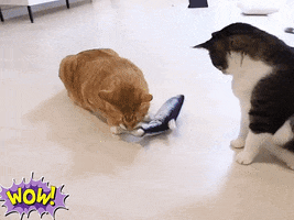 Flippity Cat Fish Toy GIF
