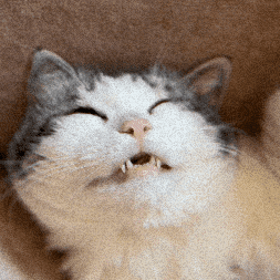 Cat Sleeping GIF