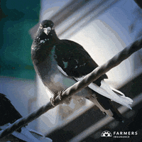Cool-pigeon GIFs - Get the best GIF on GIPHY