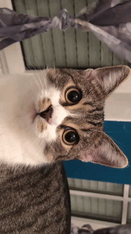 Cats GIF