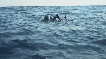 Splash Goin In GIF by Shark Week
