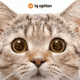 Cats Eyes GIF by IQOption