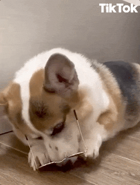 Dog Smiling GIF by TikTok - Find & Share on GIPHY