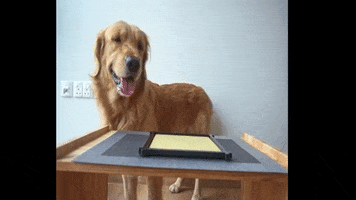 Sounds Good Golden Retriever GIF by WoofWaggers