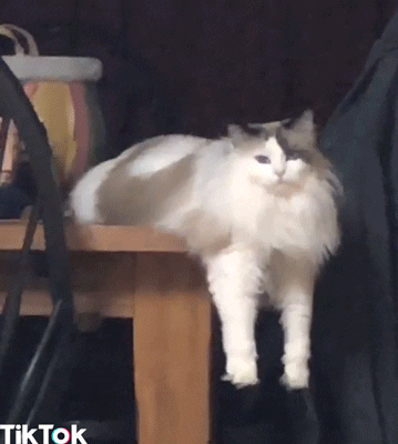 confused cat GIF by TikTok