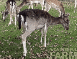 Funny Animals Scratching GIF by Wondeerful farm