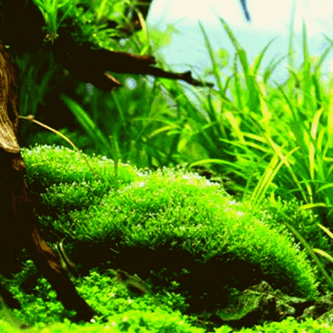 Happy Plant GIF by AquariumMe