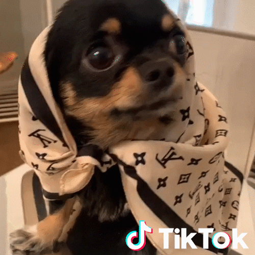 Cane Piccolino GIF by TikTok Italia Find & Share on GIPHY