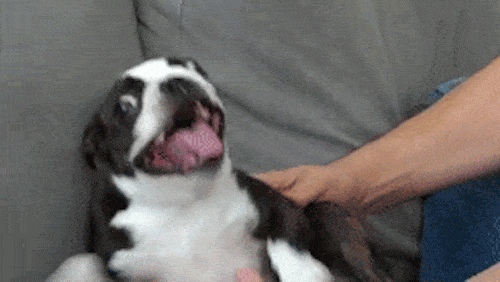 spaz