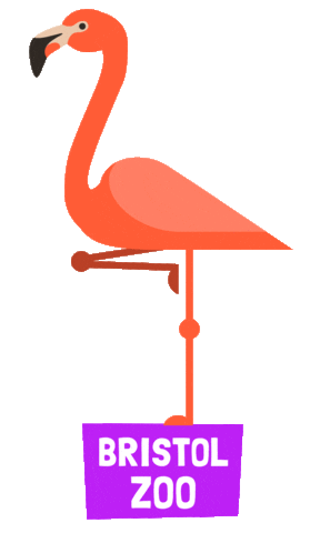 Flamingo Bzg Sticker by BristolZooGardens