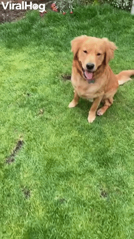 Goofy Golden Knows How To Leap Frog GIF by ViralHog