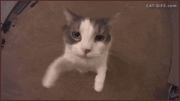 Cat Hug GIFs - Find & Share on GIPHY