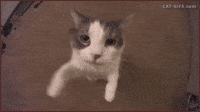 This-is-cute GIFs - Get the best GIF on GIPHY